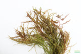 Ludwigia Tornado_Aquarium Plant For Sale