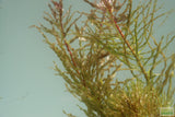 Ludwigia Tornado_Aquarium Plant For Sale