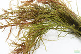 Ludwigia Tornado_Aquarium Plant For Sale