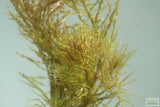 Ludwigia Tornado_Aquarium Plant For Sale