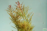 Ludwigia Tornado_Aquarium Plant For Sale
