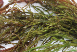Ludwigia Tornado_Aquarium Plant For Sale