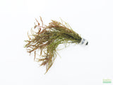 Ludwigia Tornado_Aquarium Plant For Sale