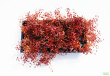 Ludwigia "Triple Red" Easy RED aquarium plant BF25