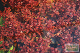 Ludwigia "Triple Red" Easy RED aquarium plant BF25