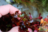 Ludwigia "Triple Red" Easy RED aquarium plant BF25