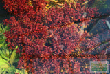 Ludwigia "Triple Red" Easy RED aquarium plant