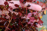 Ludwigia "Triple Red" Easy RED aquarium plant BF25