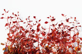 Ludwigia "Triple Red" Easy RED aquarium plant BF25