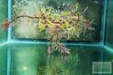 Ludwigia arcuata 'White' (Stunning Rare Plant)