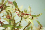 Ludwigia arcuata 'White' (Stunning Rare Plant)