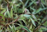 Ludwigia arcuata 'White' (Stunning Rare Plant)