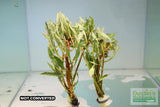 Ludwigia arcuata 'White' (Stunning Rare Plant)