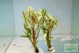 Ludwigia arcuata 'White' (Stunning Rare Plant)