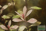 Ludwigia arcuata 'White' (Stunning Rare Plant)