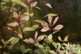 Ludwigia arcuata 'White' (Stunning Rare Plant)