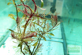 Ludwigia arcuata 'White' (Stunning Rare Plant)