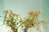 Ludwigia arcuata 'White' (Stunning Rare Plant)