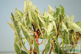 Ludwigia arcuata 'White' (Stunning Rare Plant)