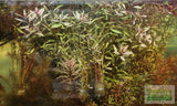 Ludwigia arcuata 'White' (Stunning Rare Plant)