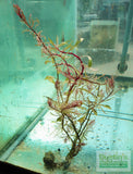 Ludwigia arcuata 'White' (Stunning Rare Plant)