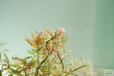 Ludwigia arcuata 'White' (Stunning Rare Plant)
