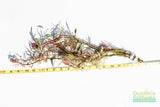 Ludwigia arcuata 'White' (Stunning Rare Plant)