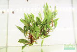 Ludwigia arcuata 'White' (Stunning Rare Plant)