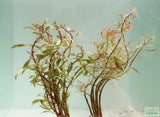 Ludwigia arcuata 'White' (Stunning Rare Plant)