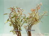 Ludwigia arcuata 'White' (Stunning Rare Plant)