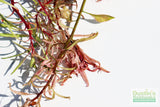 Ludwigia arcuata 'White' (Stunning Rare Plant)
