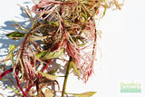 Ludwigia arcuata 'White' (Stunning Rare Plant)