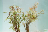 Ludwigia arcuata 'White' (Stunning Rare Plant)