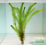 MYRIOPHYLLUM ELATINOIDES EASY FOXTAIL_Aquarium Plants for sale_aquarium plant