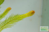 Myriophyllum elatinoides  (Easy Foxtail)
