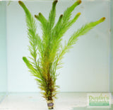 Myriophyllum elatinoides  (Easy Foxtail)