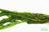 Myriophyllum elatinoides  (Easy Foxtail)