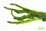 Myriophyllum elatinoides  (Easy Foxtail)