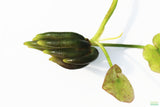 Banana Plant- Nymphoides aquatica- Easy Beginner Plant