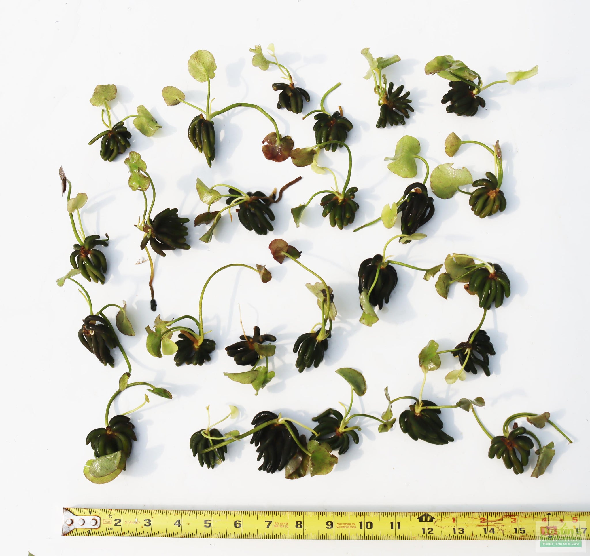 Banana Plant- Nymphoides aquatica- Easy Beginner Plant – DustinsFishtanks