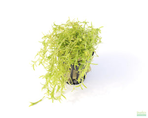 Pearl Weed_Micranthemum Micranthemoides_Aquarium Plant for sale_aquarium plants for sale