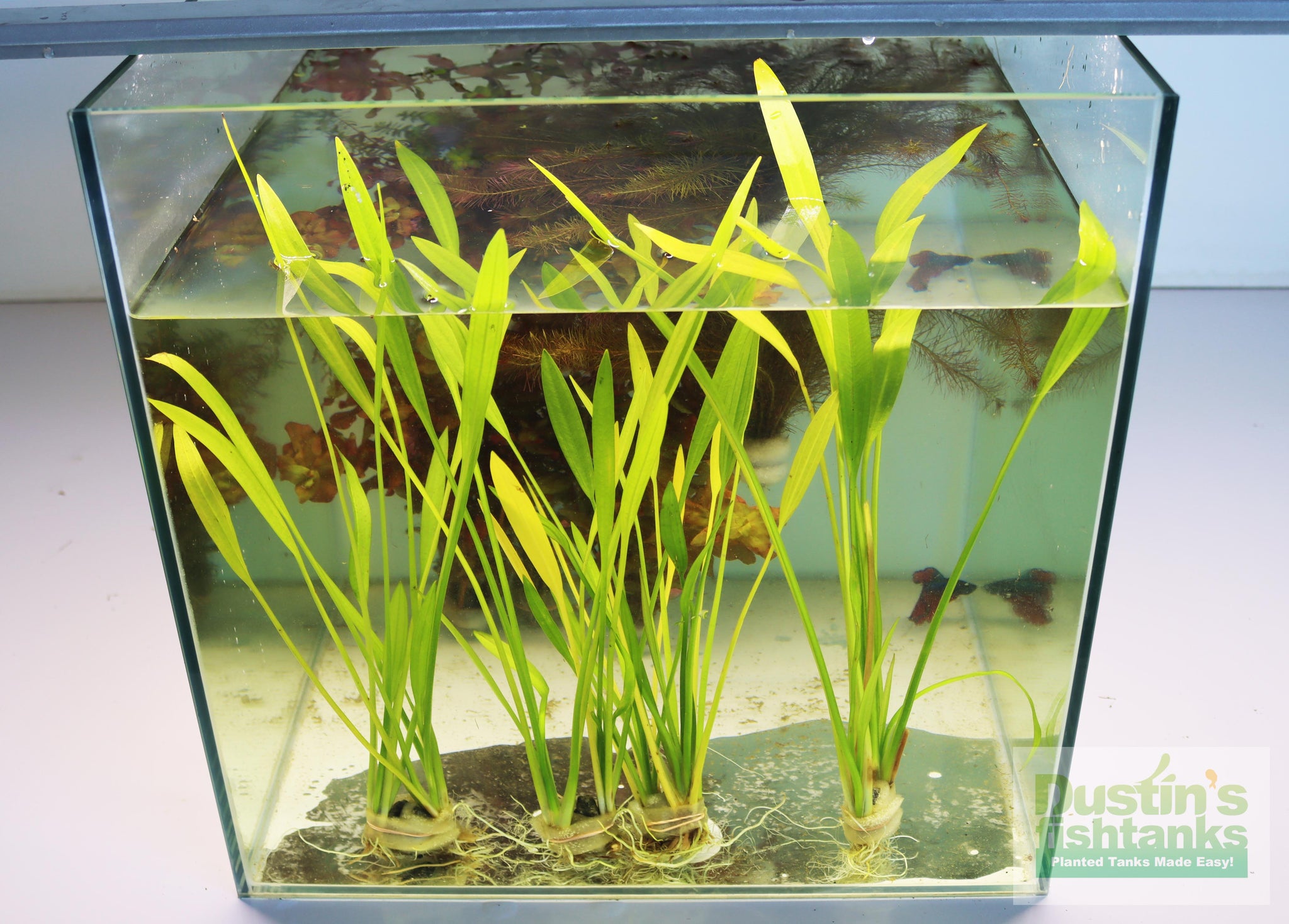 Pointy Swords. Unique AMAZON Sword – DustinsFishtanks
