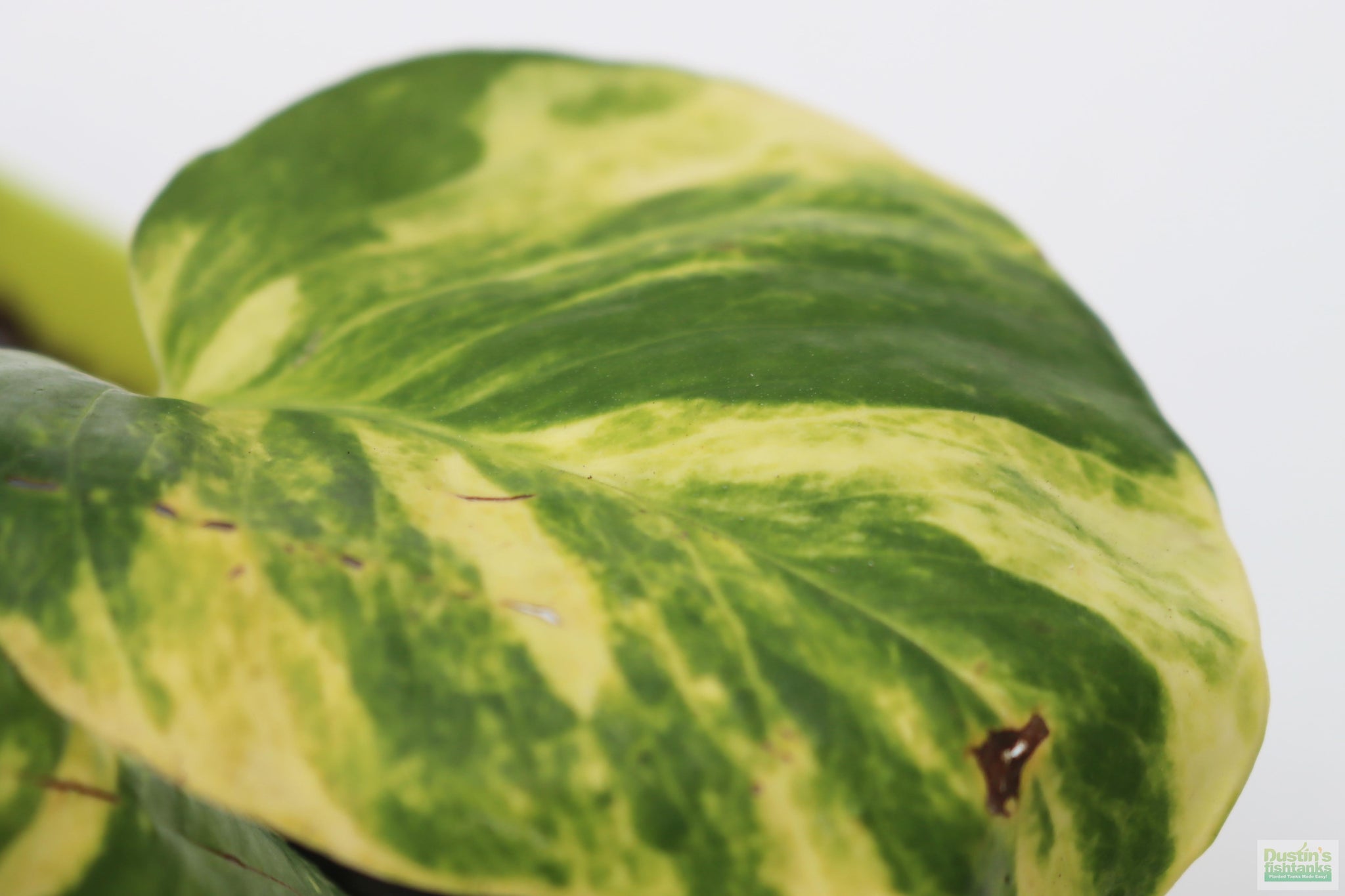 pothos repens Pothos (Epipremnum aureum (Devil's Ivy / Pothos) – DustinsFishtanks