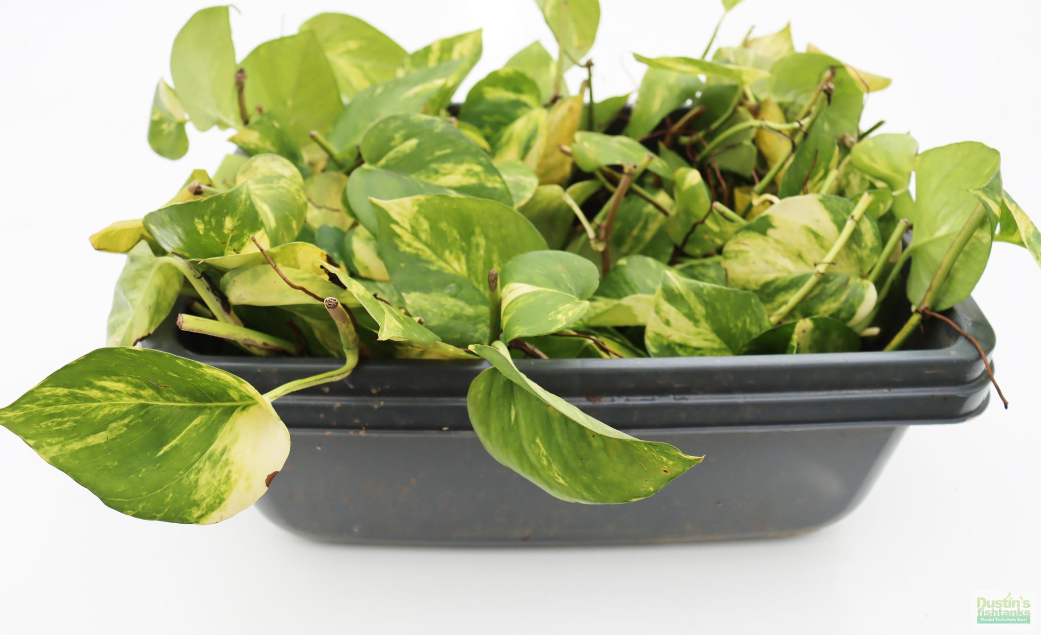 pothos plants for aquarium Pothos (Epipremnum aureum (Devil's Ivy / Pothos) – DustinsFishtanks