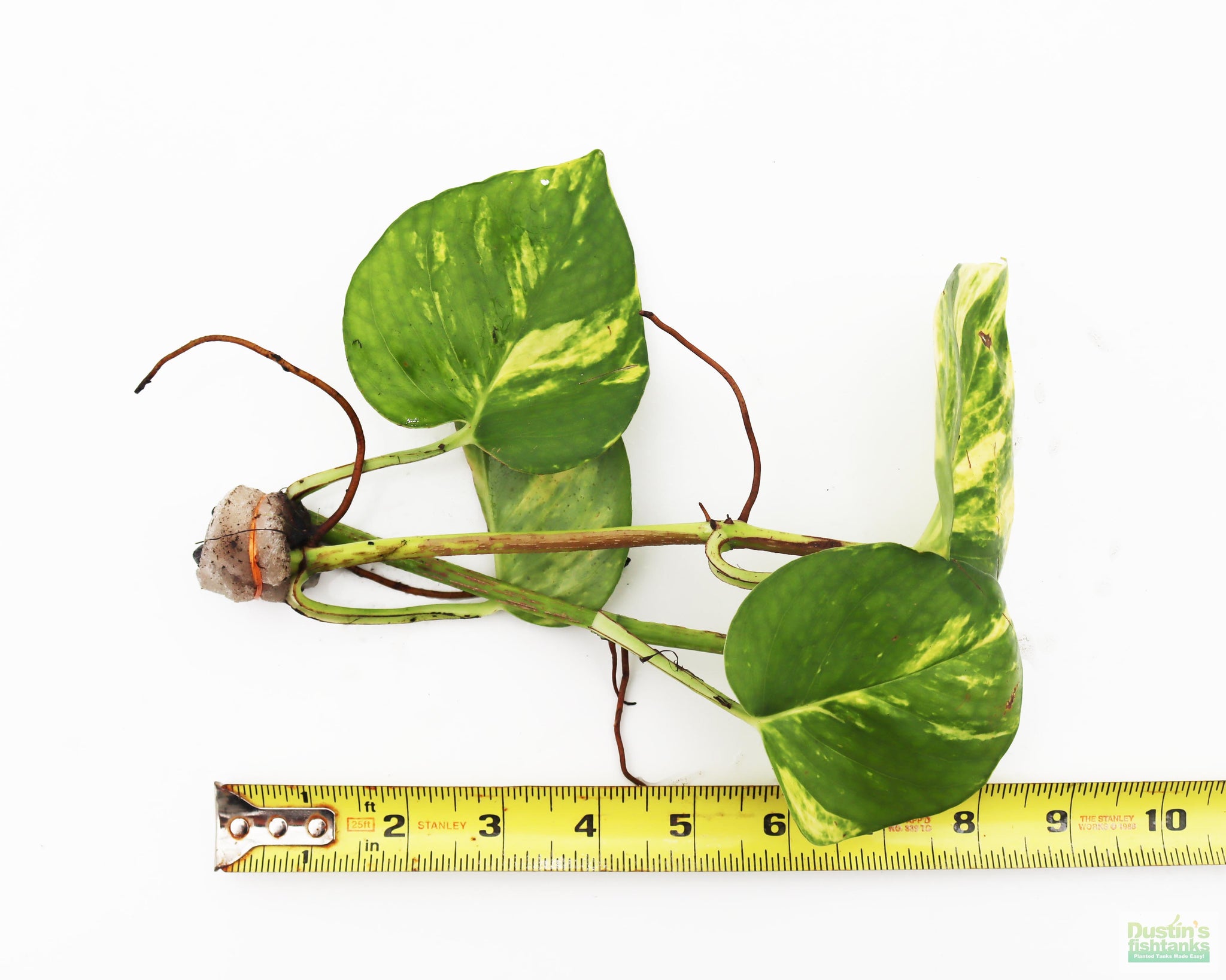 pothos aquarium plants Pothos (Epipremnum aureum (Devil's Ivy / Pothos) – DustinsFishtanks