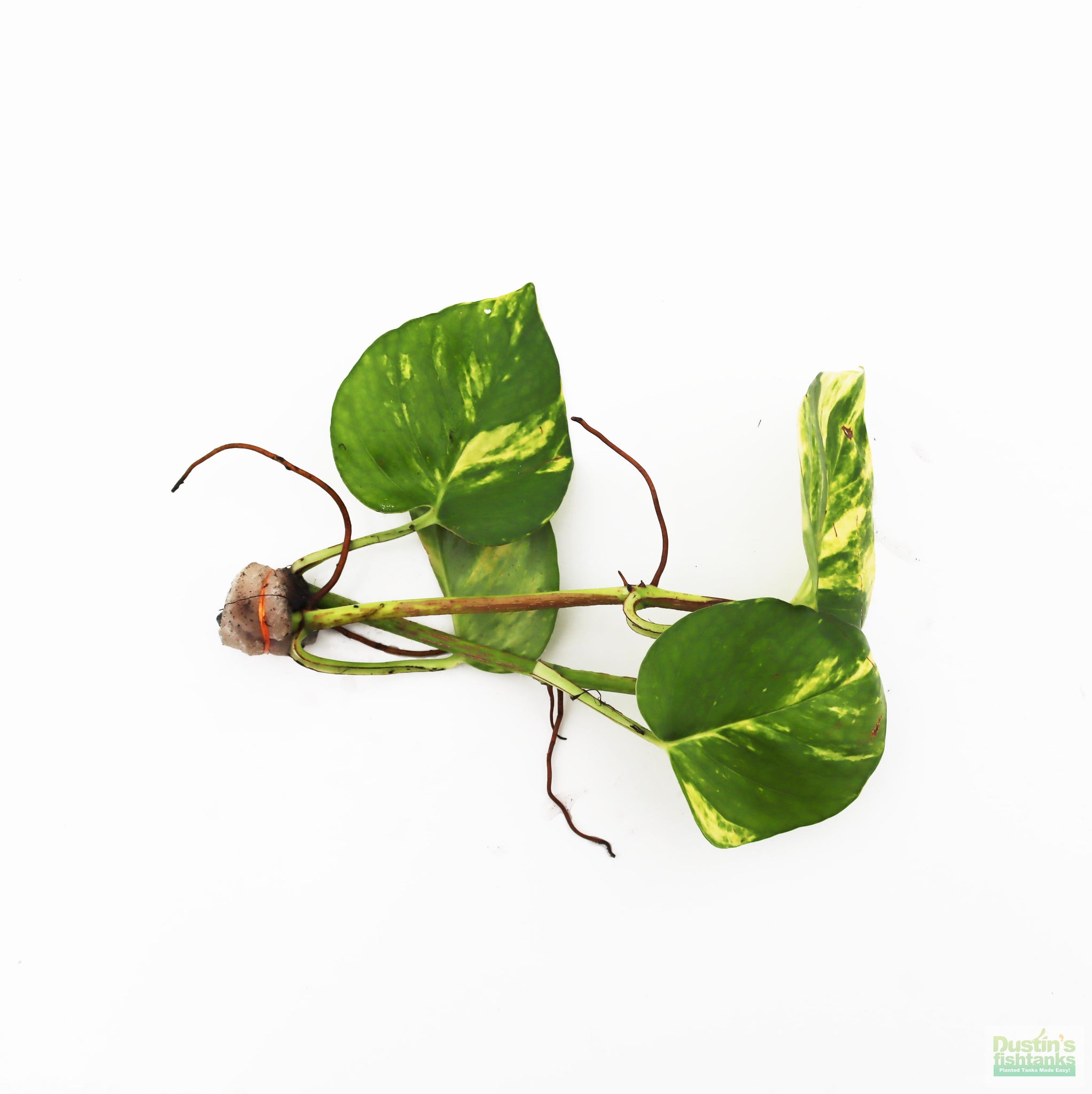 pothos plants for aquarium Pothos (Epipremnum aureum (Devil's Ivy / Pothos) – DustinsFishtanks