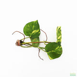 Pothos (Epipremnum aureum (Devil's Ivy / Pothos)