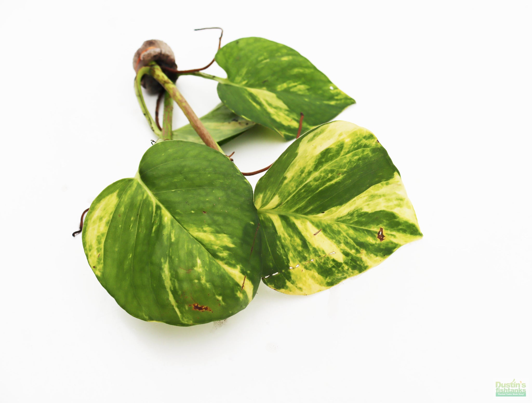 is devil's ivy same as pothos Pothos (Epipremnum aureum (Devil's Ivy / Pothos) – DustinsFishtanks