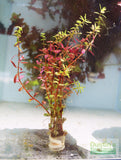 Rotala Rotundifolia "Red" HARDY RED Aquarium Plant (More Green at base)
