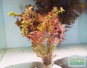 Rotala "Small Leaf" Macrandra